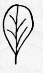 Image:  Diagram - Leaf Shapes - Obovate