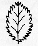 Image:  Diagram - Leaf Margins - Serrated