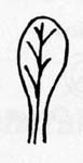 Image:  Diagram - Leaf Shapes - Spathulate