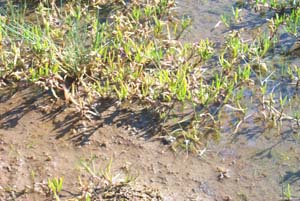 Lesser Sea-spurrey plant