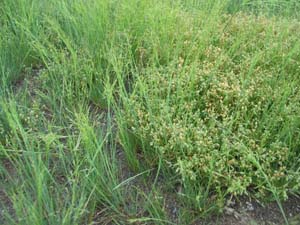 Lesser Sea-spurrey with Lax Saltmarsh-grass