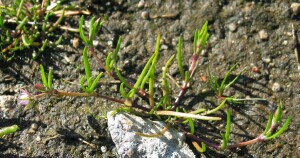 Lesser Sea-spurrey flower leaves