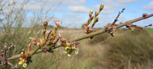 Lignum - buds