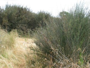 Lignum - mature plants