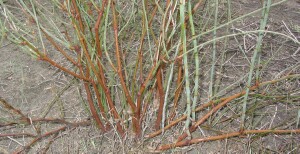 Lignum - stems