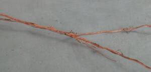 Lignum - young plant