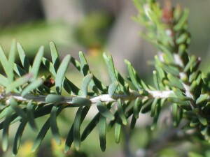 Mallee Honey-myrtle - leaf