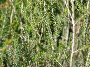 Mallee Honey-myrtle - leaves