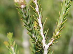 Mallee Honey-myrtle
