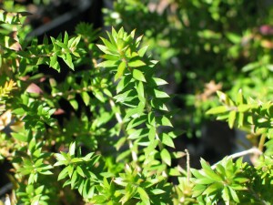 Moona leaves
