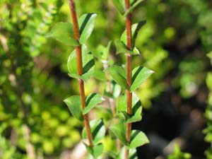 Scented Paperpark Leaves
