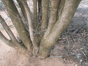 Photo: Moona - bark