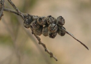 Photo: Moona - mature fruit