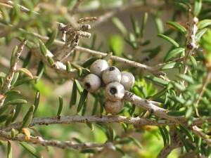 Photo: Moona - fruits