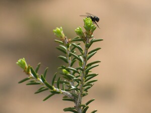 Photo: Moona - tip