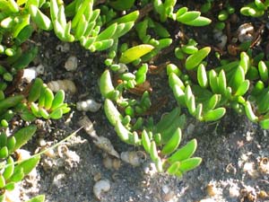 Narrow-leaf Wilsonia leaves