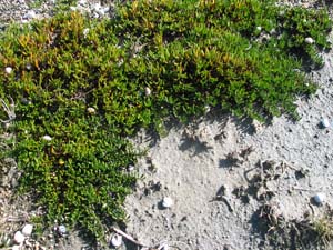 Narrow-leaf Wilsonia plant