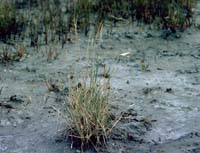 Photo: Photo Gallery - Australian Saltmarsh Grass