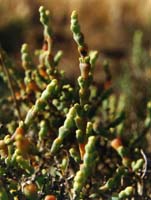 Photo: Photo Gallery - Black-seeded Samphire