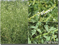 Photo: Photo Gallery - Bokhara Clover