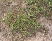 Photo: Photo Gallery - Coast Barb-grass