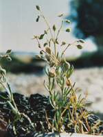 Photo: Photo Gallery - Coast Sand-spurrey