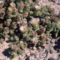 Photo: Photo Gallery - Common Ice Plant