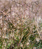 Photo: Photo Gallery - Couch Grass