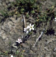 Photo: Photo Gallery - Creeping Brookweed