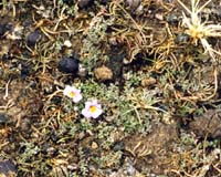 Photo: Photo Gallery - Creeping Monkey Flower