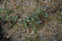 Photo: Photo Gallery - Creeping Saltbush