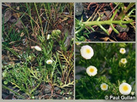 Photo: Photo Gallery - Ferny Cotula