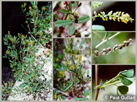 Photo: Photo Gallery - Hexam Scent