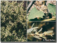 Photo: Photo Gallery - Lagoon Saltbush