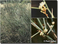Photo: Photo Gallery - Lignum