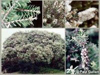 Photo: Photo Gallery - Moona