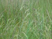 Photo: Photo Gallery - Puccinellia