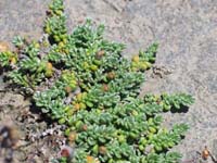 Round-leaf Wilsonia