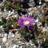 Photo: Photo Gallery - Rounded Noonflower