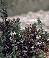 Photo: Photo Gallery - Ruby Saltbush