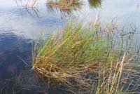 Photo: Photo Gallery - Salt Blown-grass