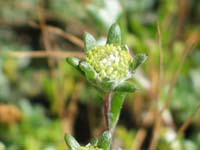 Photo: Photo Gallery - Salt Angianthus