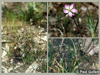 Photo: Photo Gallery - Sandspurrey
