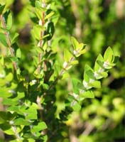 Scented Paperbark