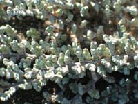 Silky Wilsonia