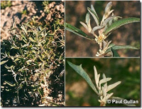Photo: Photo Gallery - Slender Fruited Saltbush