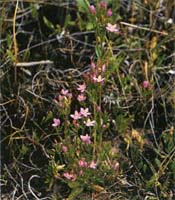 Spiked Centaury