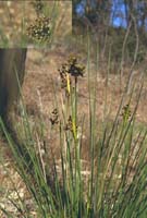 Photo: Photo Gallery - Spiny Rush