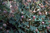 Photo: Photo Gallery - Strawberry Clover