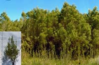 Photo: Photo Gallery - Swamp Paperbark